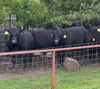 Black Angus Bulls For Sale