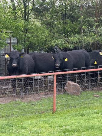 Black Angus Bulls For Sale