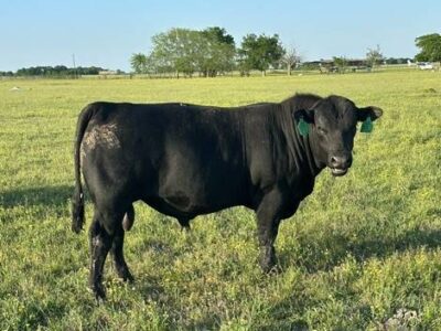 Registered Angus Bulls