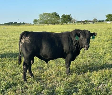 Registered Angus Bulls