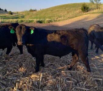 Purebred Black Angus Bulls