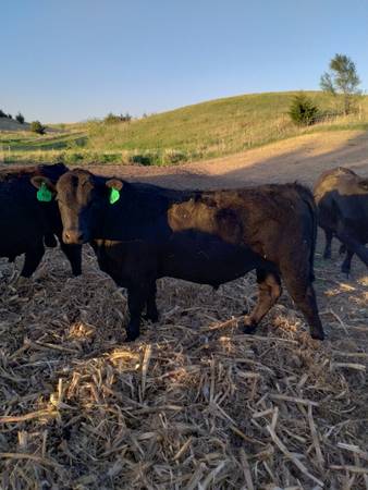 Purebred Black Angus Bulls