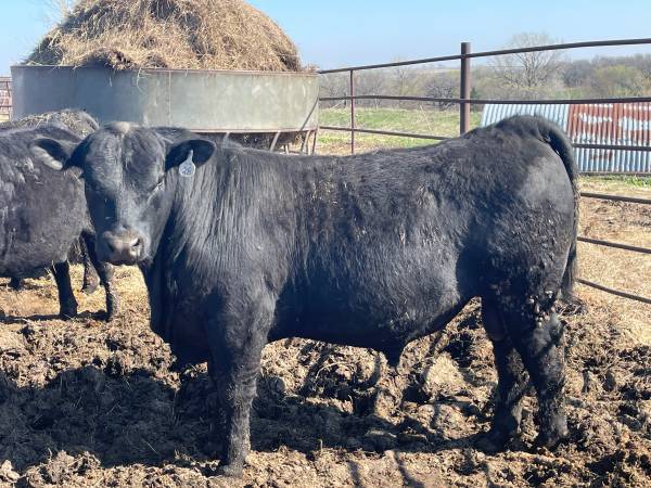 Registered Angus Bulls