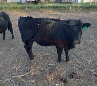 Purebred Black Angus Bulls