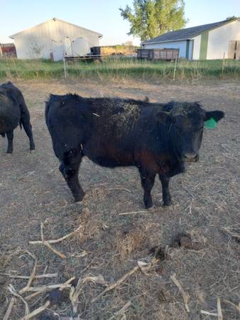 Purebred Black Angus Bulls