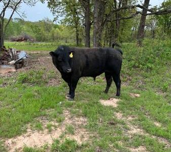Black Angus Bull