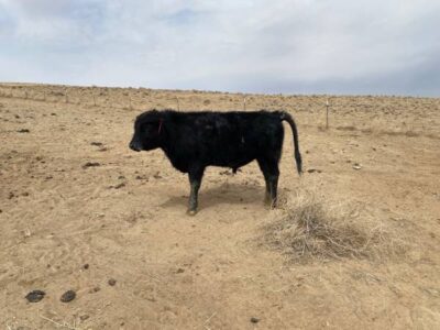 Commercial Black Angus Bulls