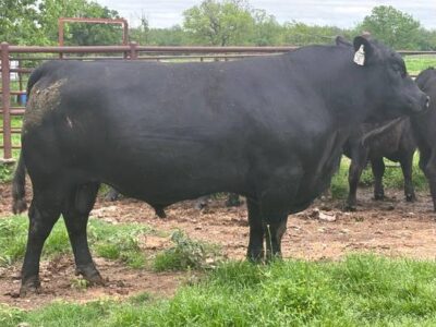 Black Angus Bulls For Sale