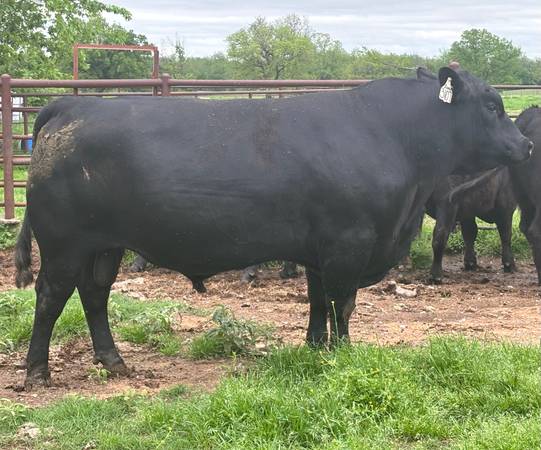 Black Angus Bulls For Sale