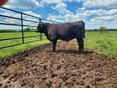 Angus Bulls
