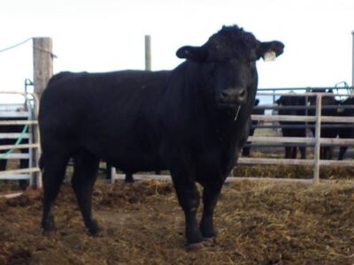 Black Angus Bulls, Cows, Heifers