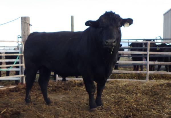 Black Angus Bulls, Cows, Heifers