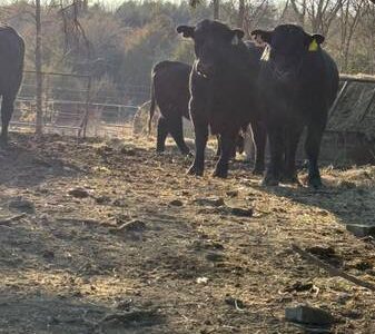 Black Angus Bulls For Sale