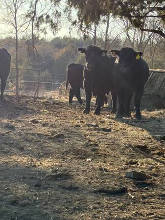 Black Angus Bulls For Sale