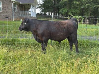 Registered Black Angus Bull