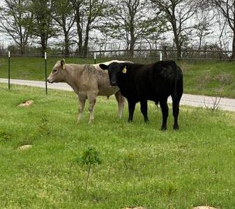 Black Angus Bull