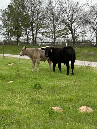 Black Angus Bull
