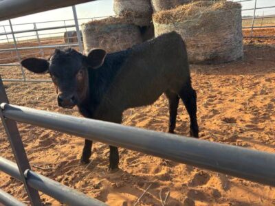Bottle Fed Angus Bull