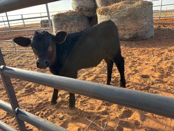 Bottle Fed Angus Bull