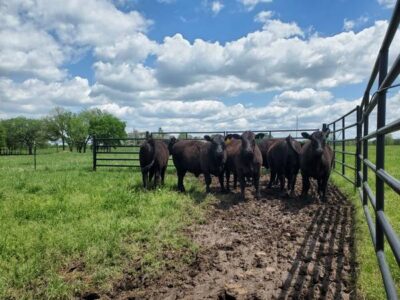 Angus Bulls