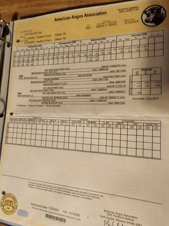 Registered Black Angus Bull