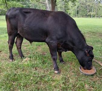 Registered Black Angus Bull