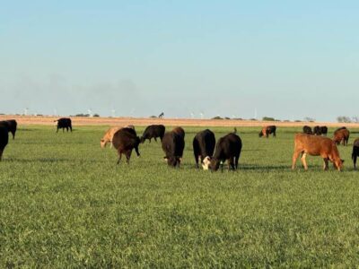Black Angus Bred Heifers - 34 head