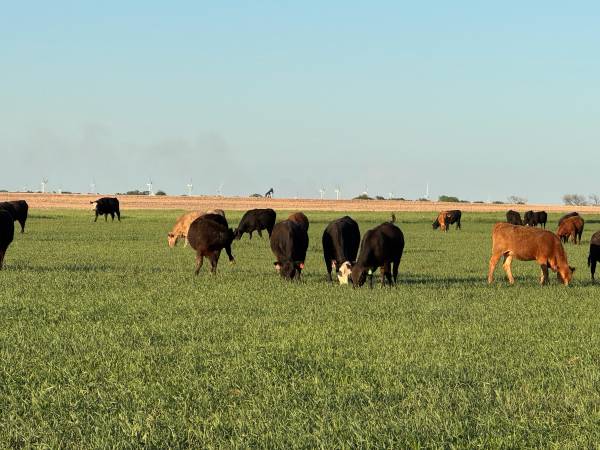 Black Angus Bred Heifers - 34 head