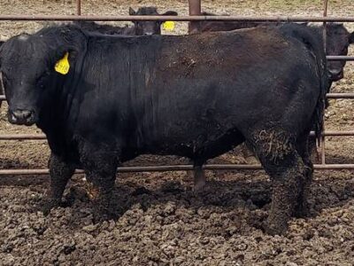 Black Angus Bulls For Sale