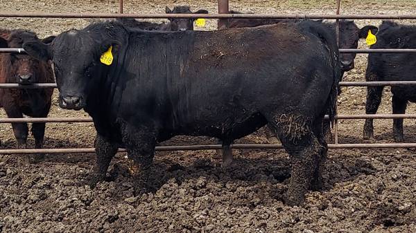Black Angus Bulls For Sale