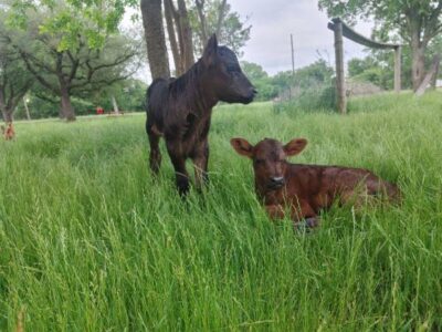 Black Angus Heifer Bottle Calf