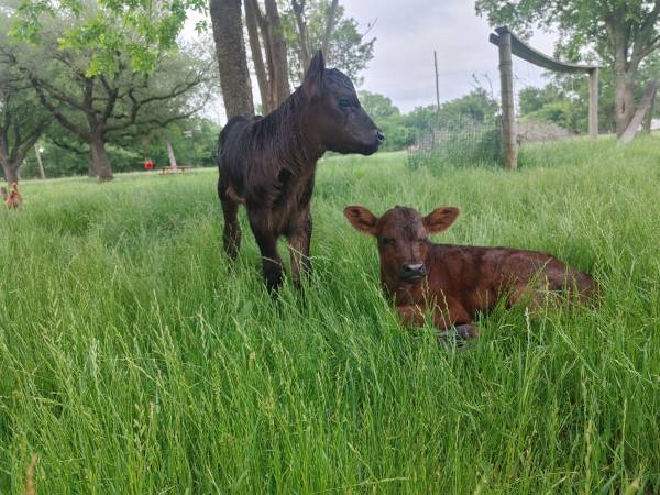 Black Angus Heifer Bottle Calf