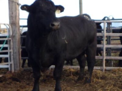 Black Angus Bulls, Cows, Heifers