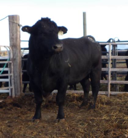 Black Angus Bulls, Cows, Heifers