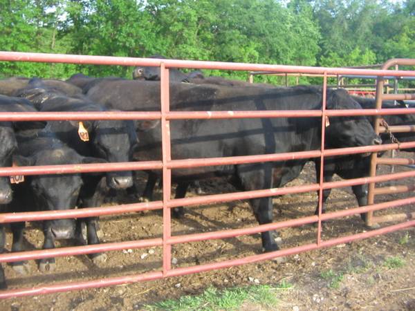 Registered Black Angus Bulls