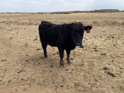 Commercial Black Angus Bulls