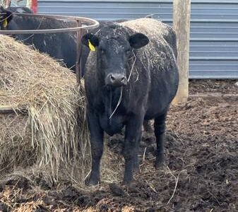 Bred Black Angus Cows