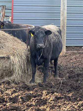 Bred Black Angus Cows