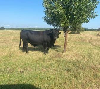 Black Angus Bulls For Sale