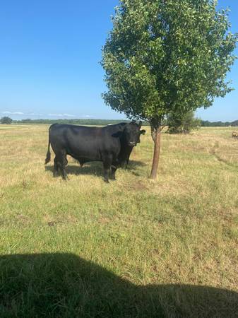 Black Angus Bulls For Sale