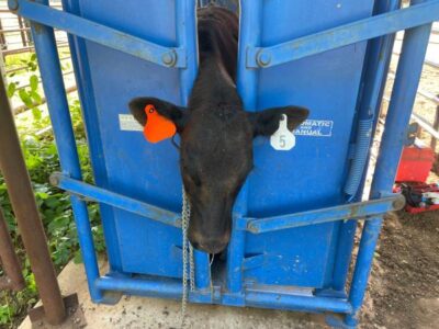 Black Angus Calf