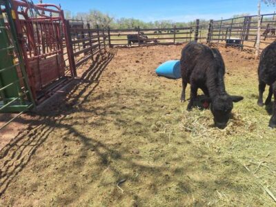 Yearling Angus Bull
