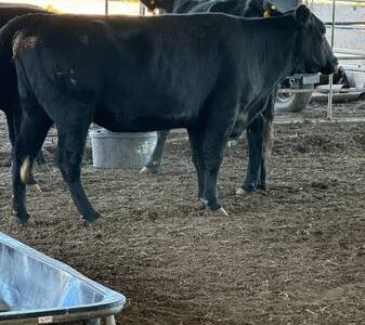 Bred Black Angus Cows