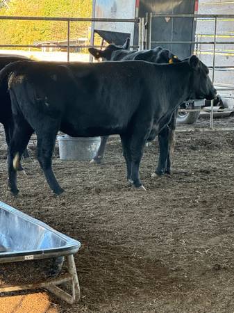 Bred Black Angus Cows