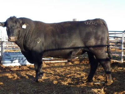 Black Angus Bulls, Cows, Heifers