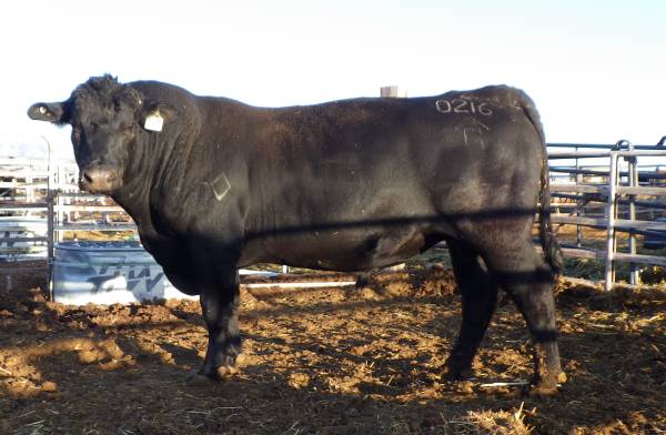 Black Angus Bulls, Cows, Heifers