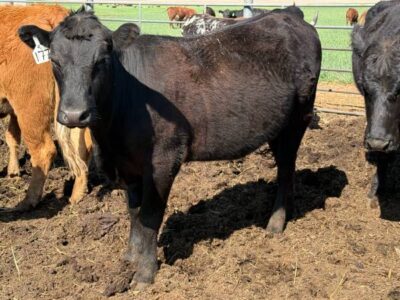 Black Angus Bred Heifers - 34 head