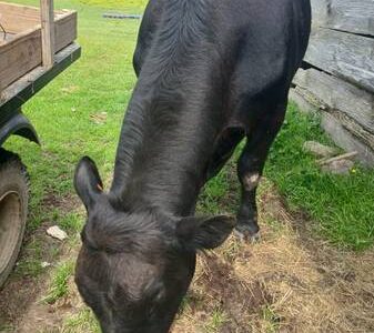 Registered Black Angus Bull