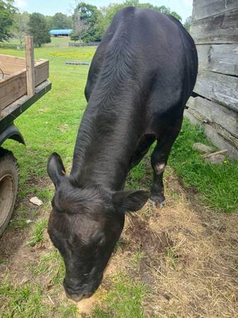 Registered Black Angus Bull