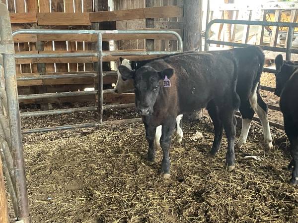 Registered Black Angus Bull Calf